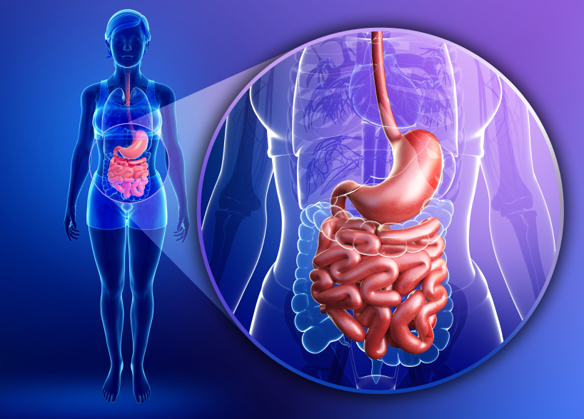 Illustration of female small intestine anatomy